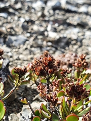Veronica pentasepala