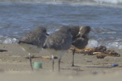 Pluvialis squatarola