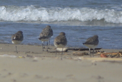 Pluvialis squatarola