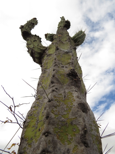 Armatocereus rauhii, photograph 5