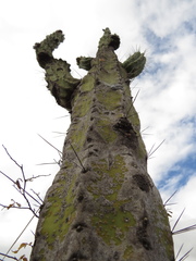 Armatocereus rauhii, photograph Manuel Roncal, CC0, iNaturalist via GBIF
