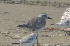 Pluvialis squatarola