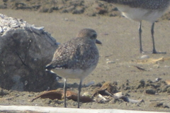 Pluvialis squatarola