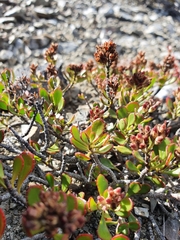Veronica pentasepala