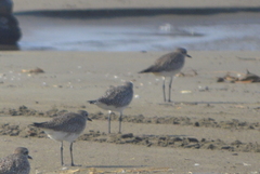 Pluvialis squatarola