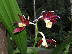 Phaius subtrilobus