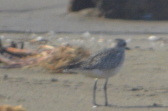 Pluvialis squatarola