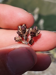 Veronica pentasepala