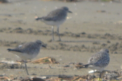 Pluvialis squatarola