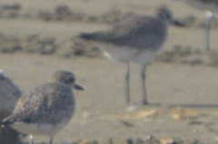 Pluvialis squatarola