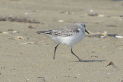 Calidris alba