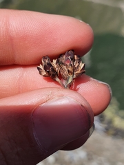 Veronica pentasepala