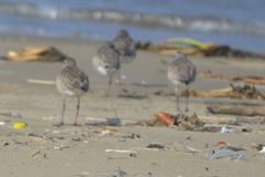 Pluvialis squatarola