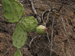 Opuntia quitensis