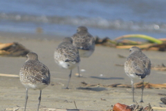 Pluvialis squatarola