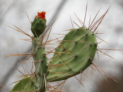 Opuntia quitensis