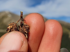 Veronica pentasepala