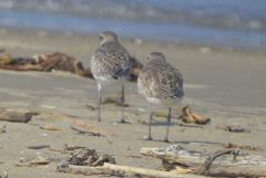 Pluvialis squatarola