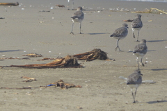 Pluvialis squatarola