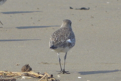 Pluvialis squatarola