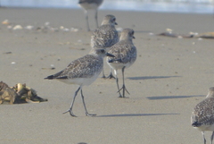 Pluvialis squatarola