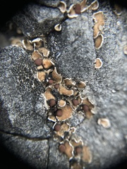 Psora pseudorussellii