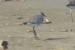 Pluvialis squatarola