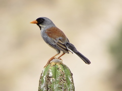 Incaspiza laeta