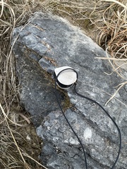 Psora pseudorussellii