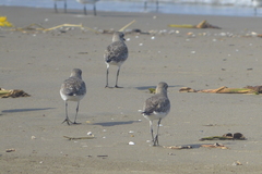 Pluvialis squatarola