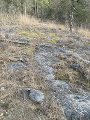 Psora pseudorussellii