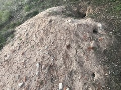 Vulpes macrotis mutica