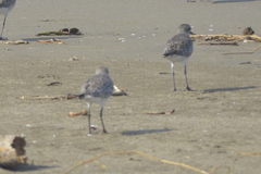 Pluvialis squatarola