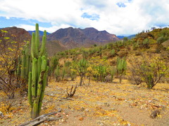 Browningia pilleifera
