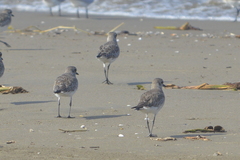 Pluvialis squatarola