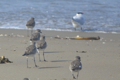 Pluvialis squatarola