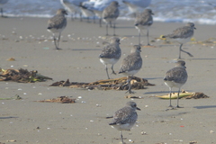 Pluvialis squatarola