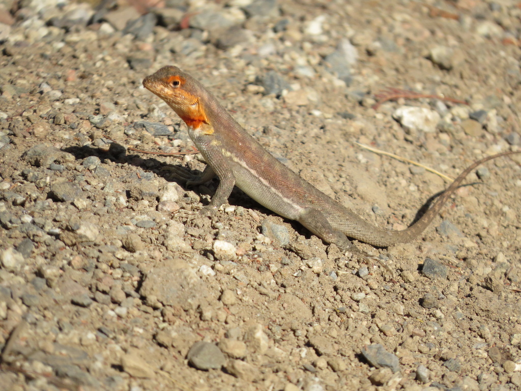 Stolzmann's Pacific Iguana