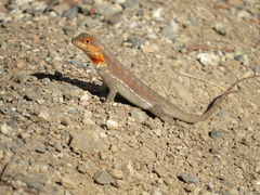 Microlophus arenarius