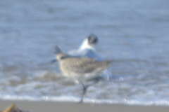 Pluvialis squatarola