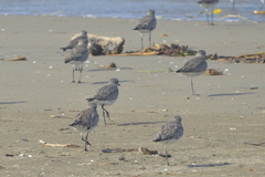 Pluvialis squatarola