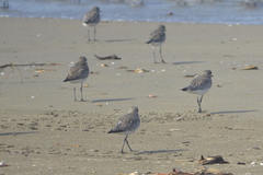 Pluvialis squatarola