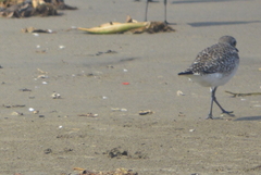 Pluvialis squatarola