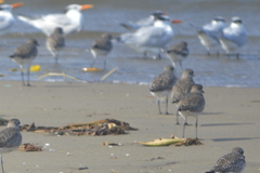 Pluvialis squatarola