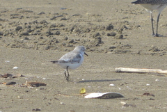 Calidris alba