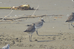 Pluvialis squatarola