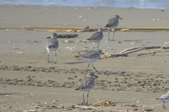 Pluvialis squatarola