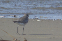 Pluvialis squatarola