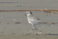 Pluvialis squatarola