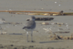 Pluvialis squatarola